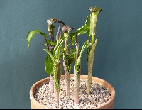 Arisaema amurense serratum